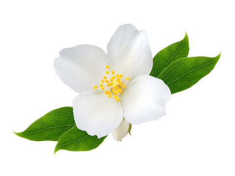 White Jasmine Flower