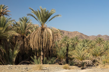 Obraz premium Palm Tree in Nahouk, Saravan, Sistan and Baluchistan, Iran