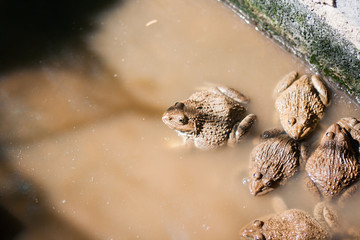 frogs in farm,they are sleeping.