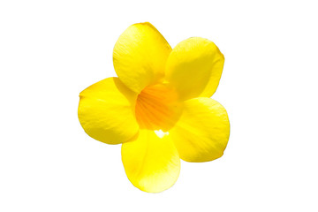 Yellow flower on white background with clipping path