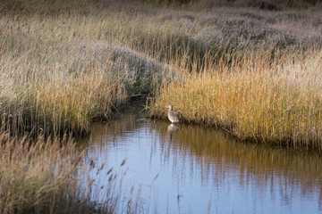 Wading bird, a Curlew, seen in its habitat Norfolk UK
