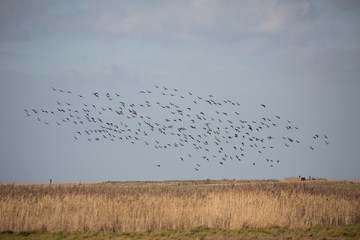 Flock of birds in sky over reed beds of Norfolk UK