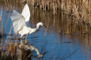 Great white egret