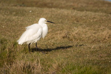 Great white egret