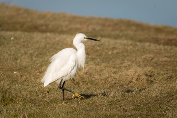 Great white egret