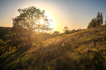 Fototapeta na wymiar summer green hill with trees at sunny day