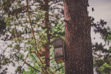 A birdhouse hanging on a pine tree in a forest