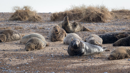 Common and grey seals © fotogenix