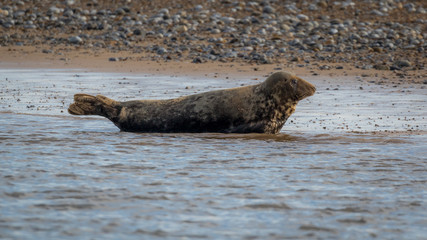 Fototapeta premium Common and grey seals
