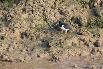 Water bird, common oyster catcher in flight