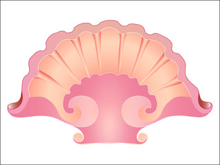 Sea shell. , Beautiful, pink shell for decoration. Design element. Isolated, white. Vector