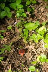 Summer mushrooms in a sunny meadow in the Moldovan forest, June 2018.