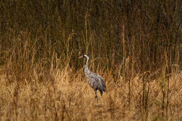 Fototapeta premium Grey Crane