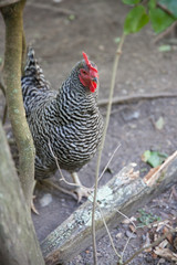  Plymouth Rock Chicken Running Wild on a Farm