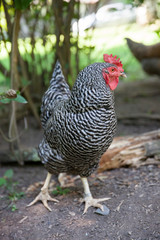  Plymouth Rock Chicken Running Wild on a Farm