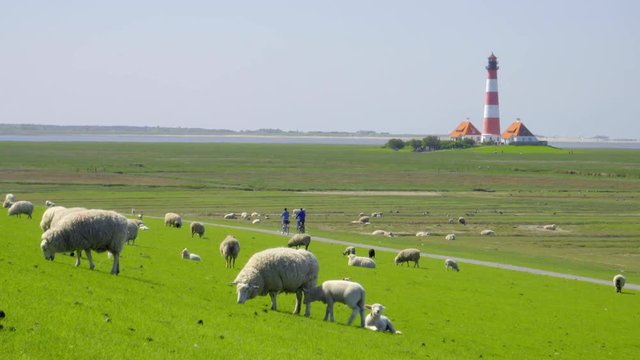 Schafe grasen auf dem Deich vor dem Leuchtturm Westerhever - St. Peter Ording Nordfriesland