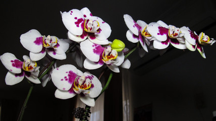 orchids 1