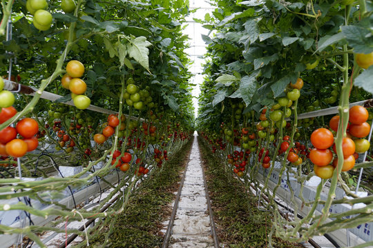 Treibhaus mit industrieller Tomaten-Produktion