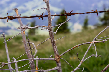 Stacheldrahtzaun mit Zweigen 