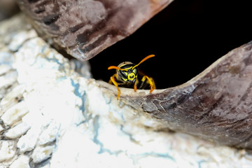 Feldwespe vor ihrem Bau, Polistes gallicus