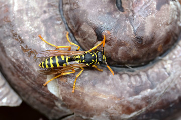 Feldwespe vor ihrem Bau, Polistes gallicus