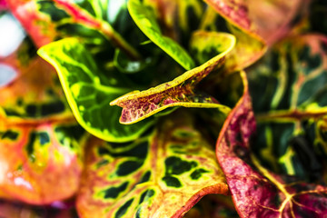 Colorful Garden croton's leaves (Codiaeum variegatum)   © Classic