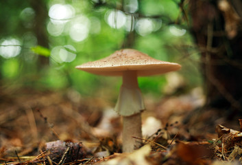Mushrooms growing in ground autumn forest closeup