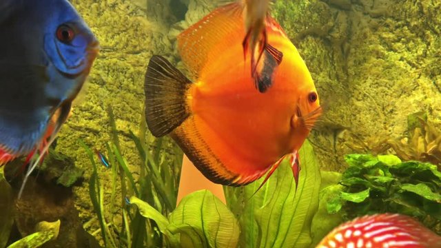 Diskusfisch, Diskusfische im Aquarium, Fische 
