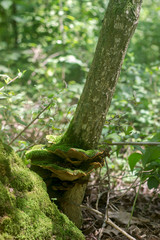 Summer mushrooms in a sunny meadow in the Moldovan forest, June 2018.
