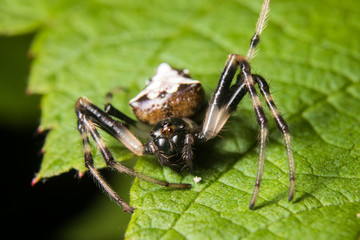 Arrowhead Spider on Leaf