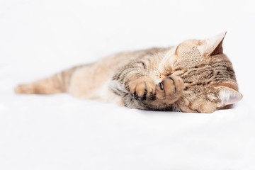 The kitten is asleep. The Scottish Straight breed.