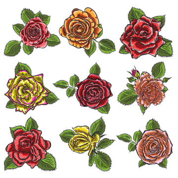 Roses flowers, red pink, yellow and orange open head buds and green leaves. Isolated on white background. Set collection. Vector.