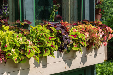 Coleus and begonias in a window box