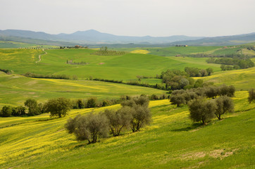 Fototapeta na wymiar Beautiful field of yellow flowers with olive trees and blue cloudy sky in the Tuscan countryside, near Pienza (Siena). Italy