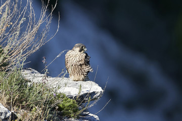 Peregrine falcon in its natural habitat in Denmark