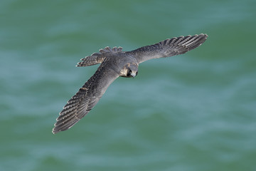 Peregrine falcon in its natural habitat in Denmark