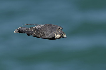 Peregrine falcon in its natural habitat in Denmark