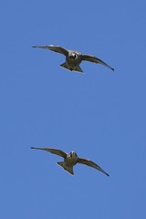 Peregrine falcon in its natural habitat in Denmark