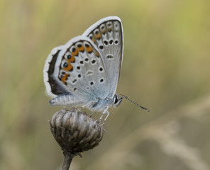 beautiful butterfly with motley wings macro