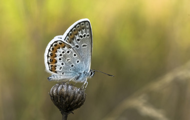 beautiful butterfly with motley wings macro
