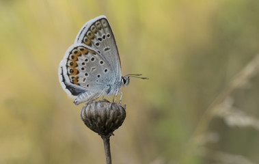 beautiful butterfly with motley wings macro