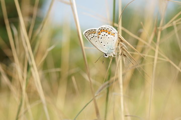 butterfly with patterned wings