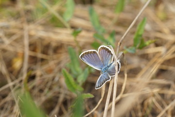 beautiful butterfly with blue wings on nature background