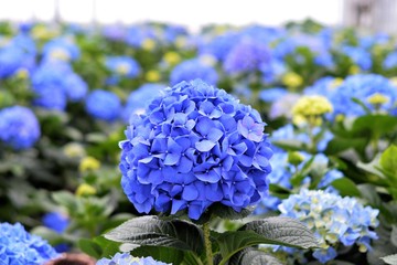 hydrangea in a greenhouse