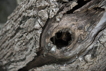 bark