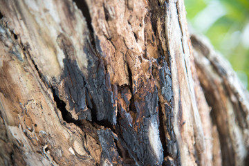 bark