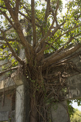 Plants growing on the wall of abandoned factory 