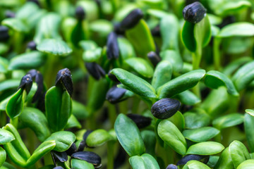 Sunflower shoots microgreens up close