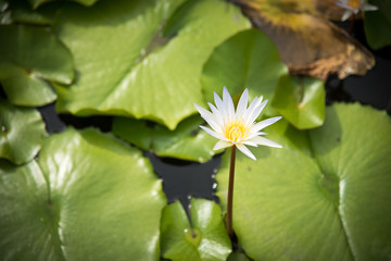nenuphar water lily