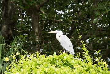 Maldivean heron